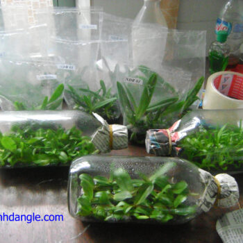 Hủ thủy tinh cấy mô 830ml chai nước biển scaled
